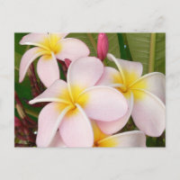 Aloha Hawaiian Frangipani Bloesems Plumerias