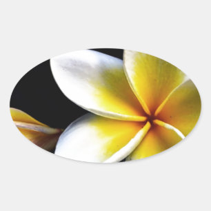 Aloha Hawaiian Frangipani Bloesems Plumerias Ovale Sticker