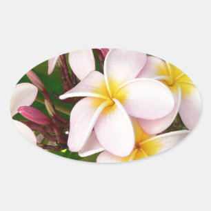 Aloha Hawaiian Frangipani Blossoms Vrijgezellenfee Ovale Sticker