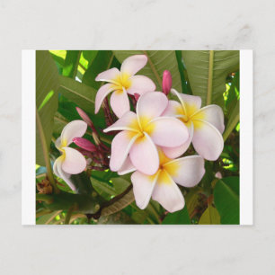 Aloha Hawaiian Frangipani Blossoms Vrijgezellenfee Uitnodiging Briefkaart