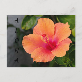 ALOHA Hibiscus Briefkaart