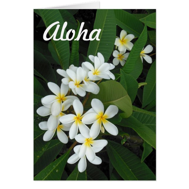 Aloha Plumeria (Devant)