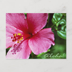Aloha! Roze Hibiscus Briefkaart