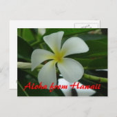Aloha uit Hawaii Briefkaart (Voorkant / Achterkant)