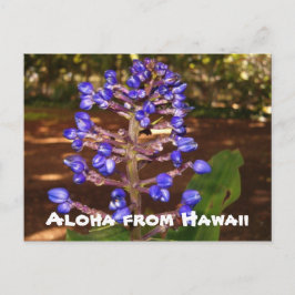 Aloha van Hawaï Briefkaart