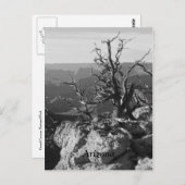 Alone in Arizona Briefkaart (Voorkant / Achterkant)