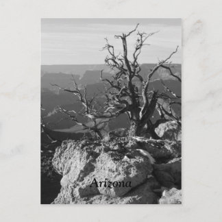 Alone in Arizona Briefkaart