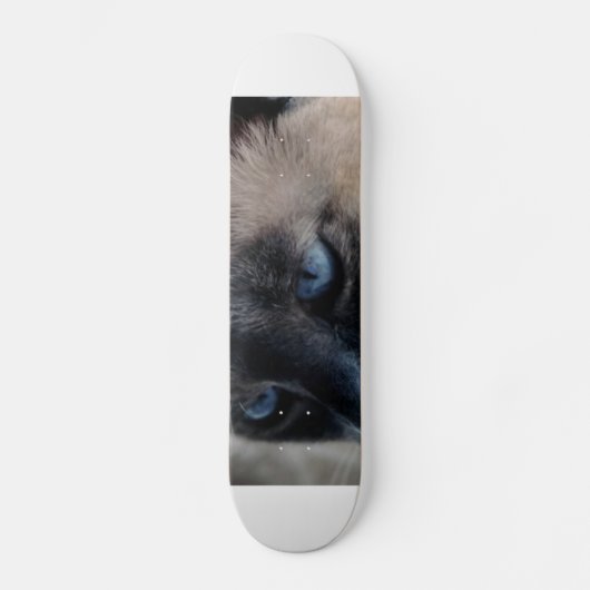 Aloof Siamese Chat Skateboard (Recto)