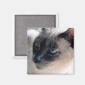 Aloof Siamese Magnet de chat (Recto/Verso)