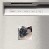 Aloof Siamese Magnet de chat (In Situ (Lave-vaisselle))