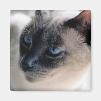Aloof Siamese Magnet de chat