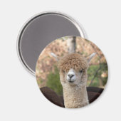 Alpaca Belle magneet (Voorkant / Achterkant)