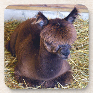 Alpaca Bier Onderzetter