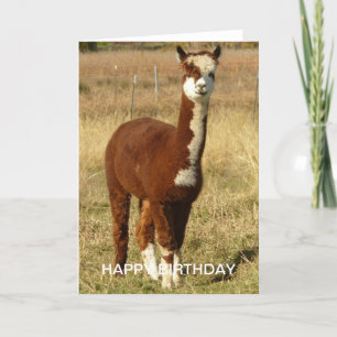 Alpaca Birthday Kaart