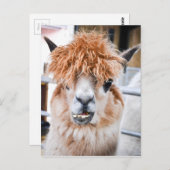Alpaca Briefkaart (Voorkant / Achterkant)