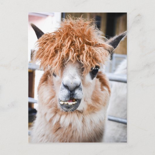 Alpaca Briefkaart (Voorkant)