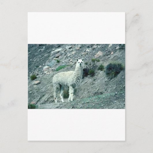 Alpaca Briefkaart (Voorkant)