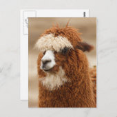 Alpaca briefkaart (Voorkant / Achterkant)