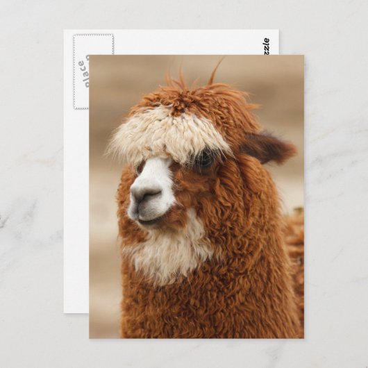 Alpaca briefkaart (Voorkant / Achterkant)