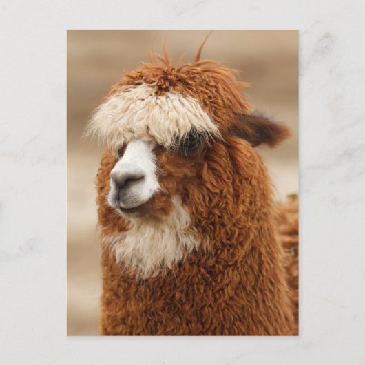 Alpaca briefkaart (Voorkant)