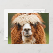 Alpaca Briefkaart (Voorkant / Achterkant)