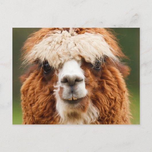Alpaca Briefkaart (Voorkant)