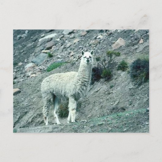 Alpaca Briefkaart (Voorkant)
