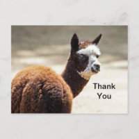Alpaca Bruin en Wit Foto Dier Bedankt