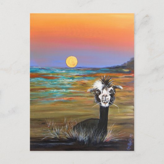 Alpaca - Carte postale Vincent (Devant)
