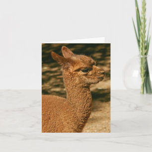Alpaca Cria (Baby) - "Papa's verrassing" Kaart