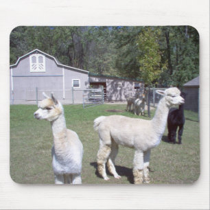 Alpaca Days Muismat