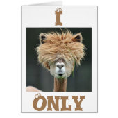 ALPACA DIT "JE N'AI QUE DES YEUX POUR VOUS" (Devant)