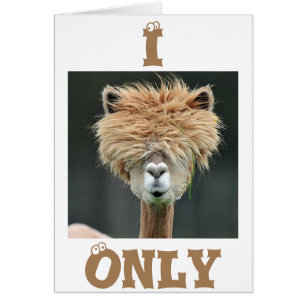 ALPACA DIT "JE N'AI QUE DES YEUX POUR VOUS"