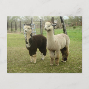 Alpaca Duo Briefkaart
