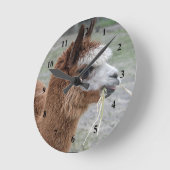 Alpaca Eating Hay Animal Foto Ronde Klok (Hoek)