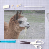 Alpaca Eating Hay Animal Foto Tissuepapier (Craft)