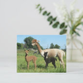 Alpaca en twee cria briefkaart (Staand voorkant)