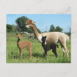 Alpaca en twee cria briefkaart