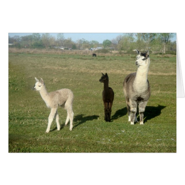 Alpaca en Two Cria (Voorkant Horizontaal)