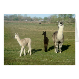 Alpaca et deux Cria