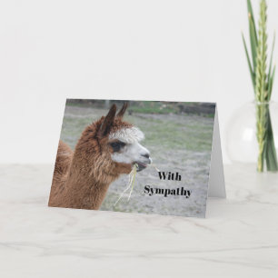 Alpaca Eten Hooi Dier Foto Sympathie Kaart