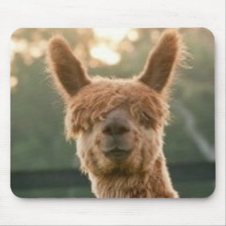 Alpaca-glimlach-Muismat Muismat