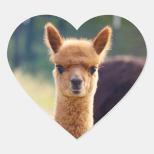 Alpaca hart Stickers