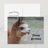 Alpaca Hooibalen Dier Foto Verjaardag Briefkaart (Voorkant / Achterkant)