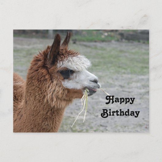 Alpaca Hooibalen Dier Foto Verjaardag Briefkaart (Voorkant)