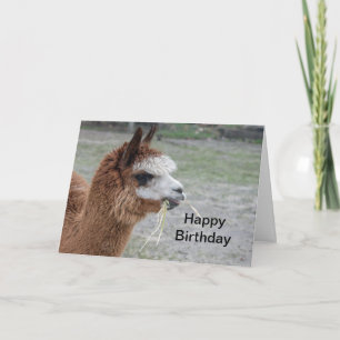 Alpaca Hooibalen Dier Foto Verjaardag Kaart