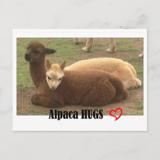 Alpaca Hugs Briefkaart
