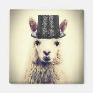 Alpaca in een hoge hoed magneet
