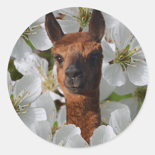 Alpaca in witte bloesems, ronde sticker (Voorkant)
