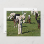 Alpaca jongsters briefkaart (Voorkant / Achterkant)
